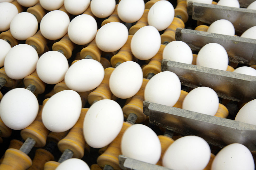 Top sarcoom streepje Prijs witte eieren stijgt harder dan bruine - Food & Agribusiness
