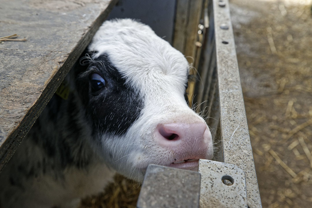 films Slechte factor Malaise Kalveren bij koe lijken weerbaarder - Food & Agribusiness