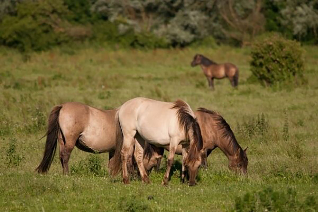 koppeling sofa toespraak Animal Rights wil slacht paarden OVP tegenhouden - Food & Agribusiness