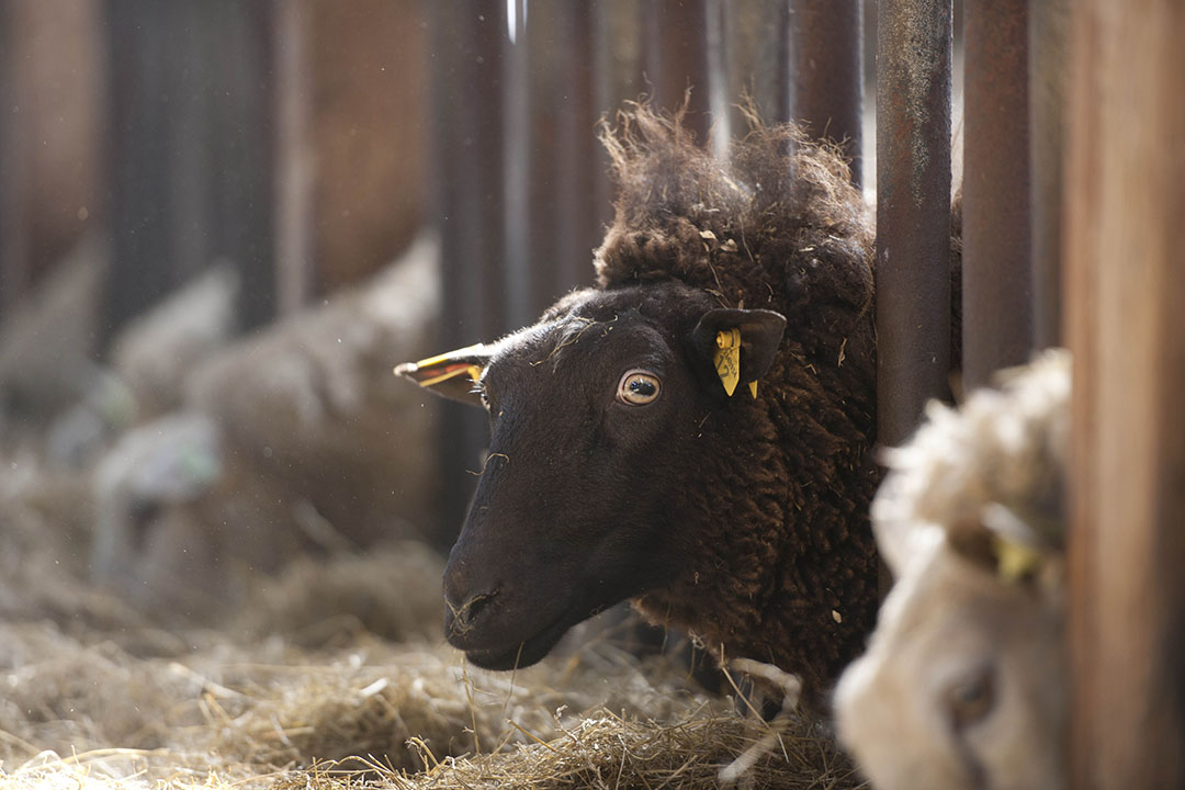 Oude schapen zakken in - & Agribusiness